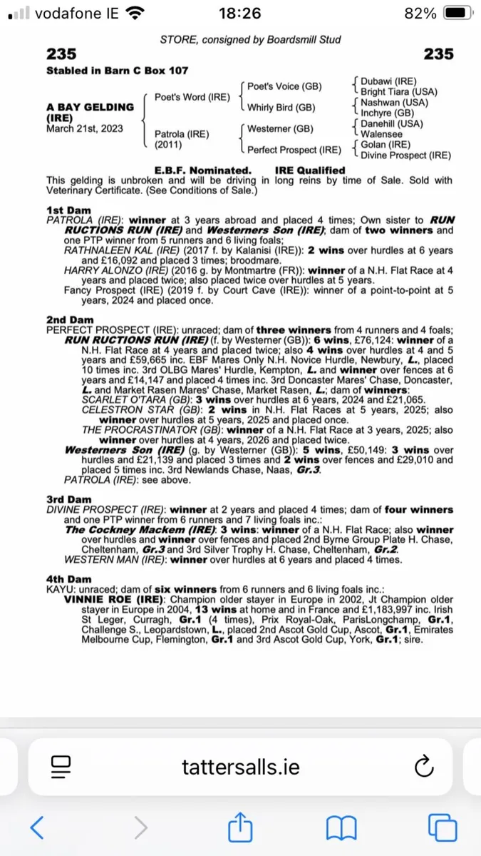 7yr old Thoroughbred Broodmare - Image 2
