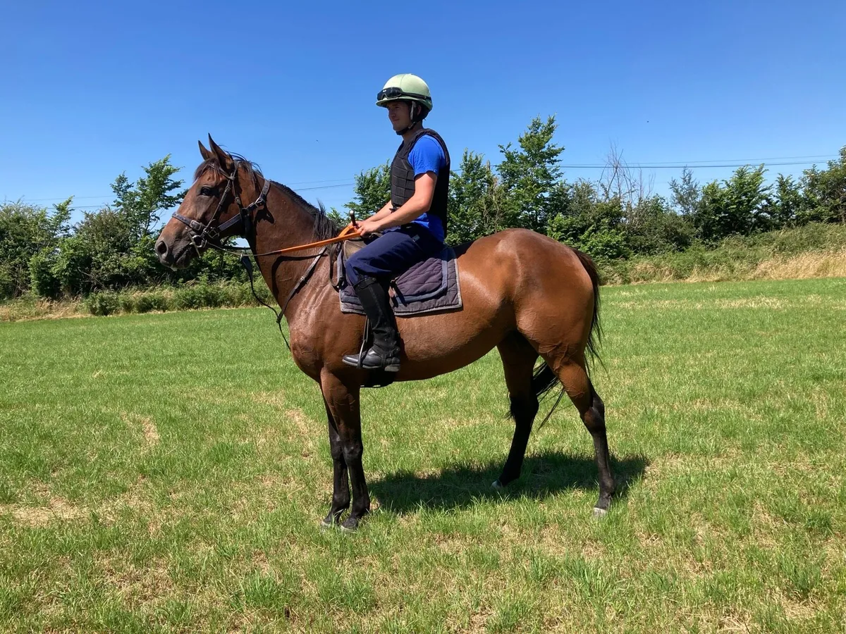 7yr old Thoroughbred Broodmare - Image 3