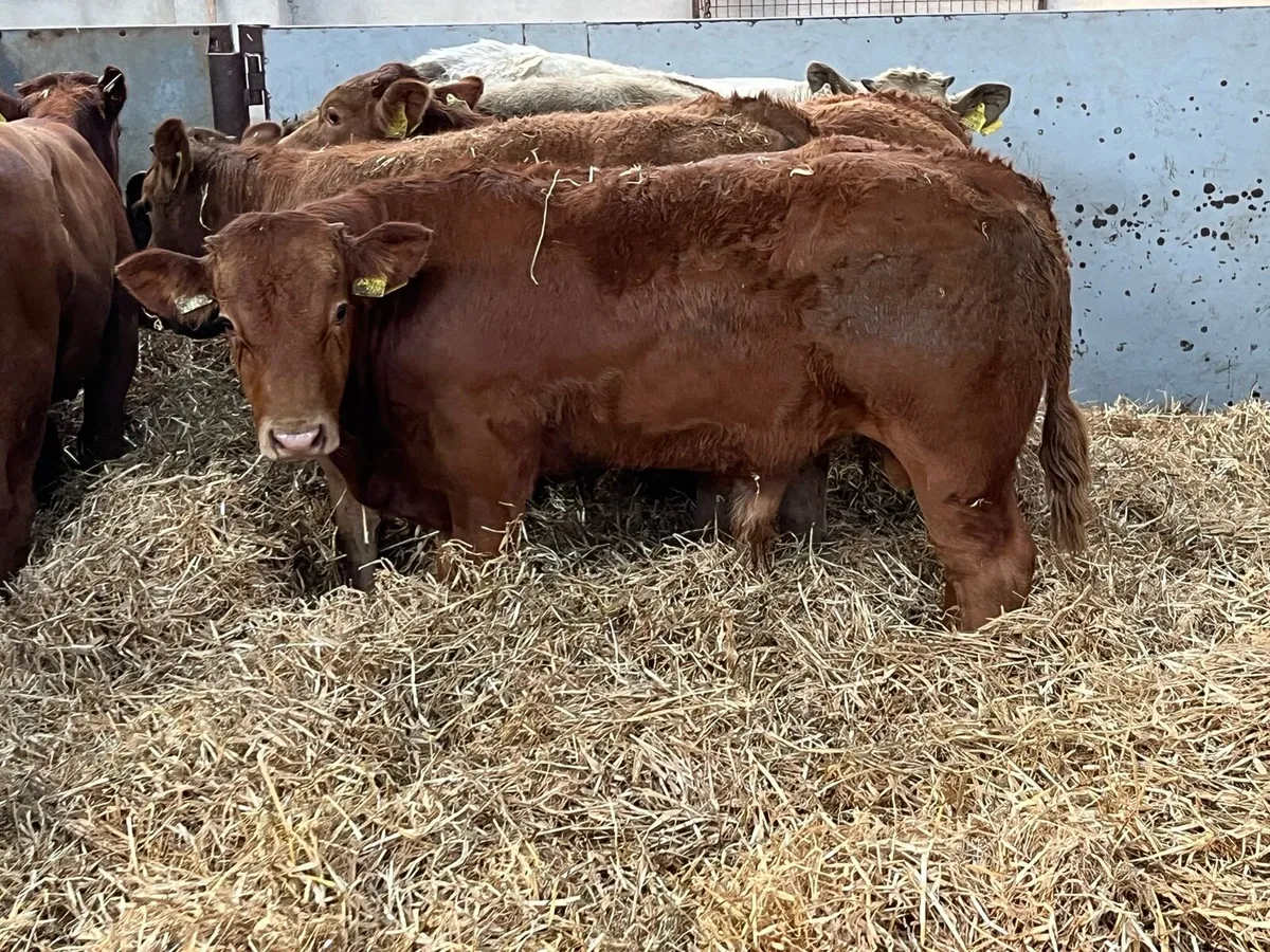 Super 300Kg  U Grade CH & LMX Bull Weanlings - Image 3