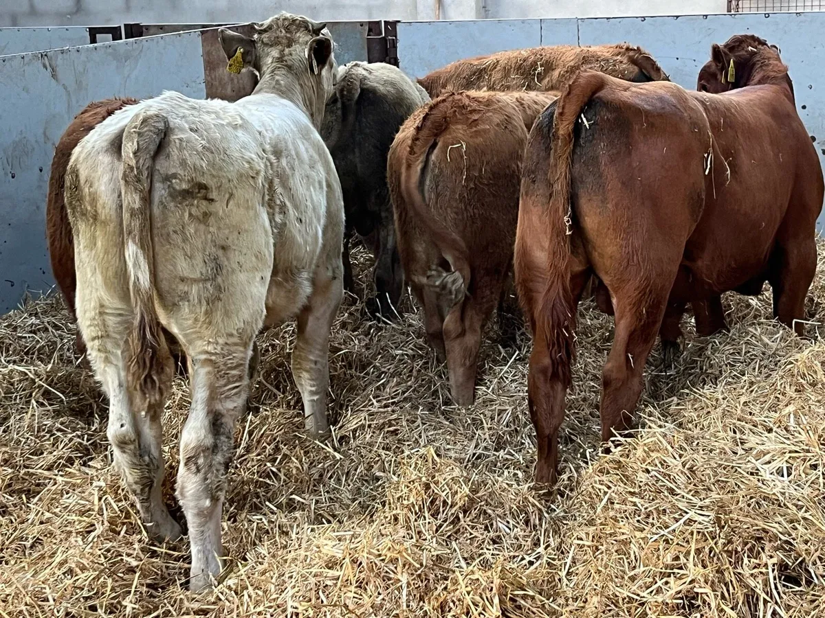 Super 300Kg  U Grade CH & LMX Bull Weanlings - Image 2