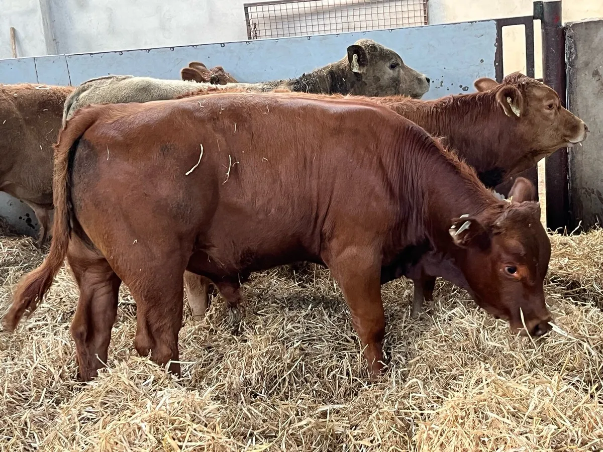 Super 300Kg  U Grade CH & LMX Bull Weanlings - Image 4