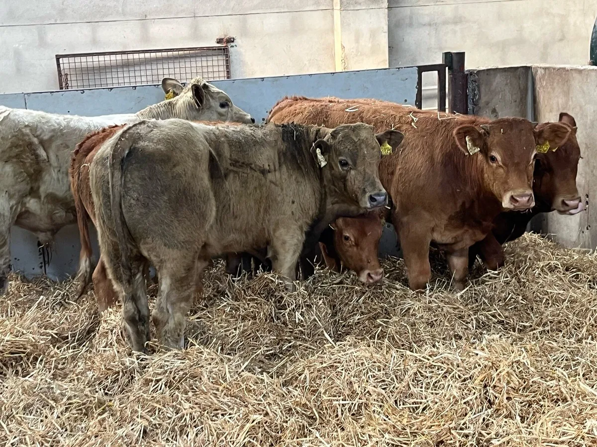 Super 300Kg  U Grade CH & LMX Bull Weanlings - Image 1