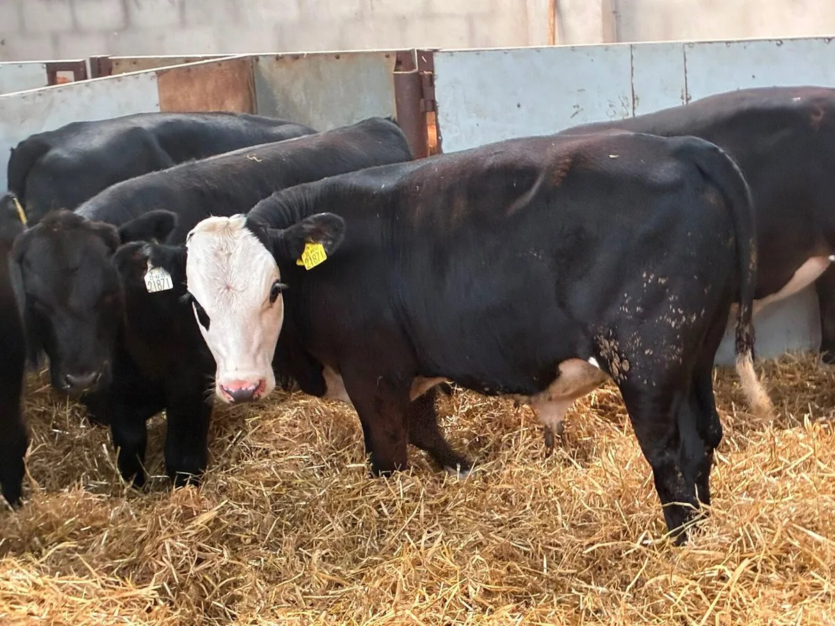Super Suckler Bred Angus & Hereford Weanlings - Image 1