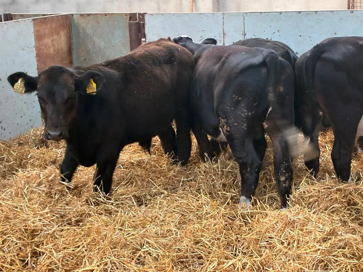 Super Suckler Bred Angus & Hereford Weanlings - Image 2