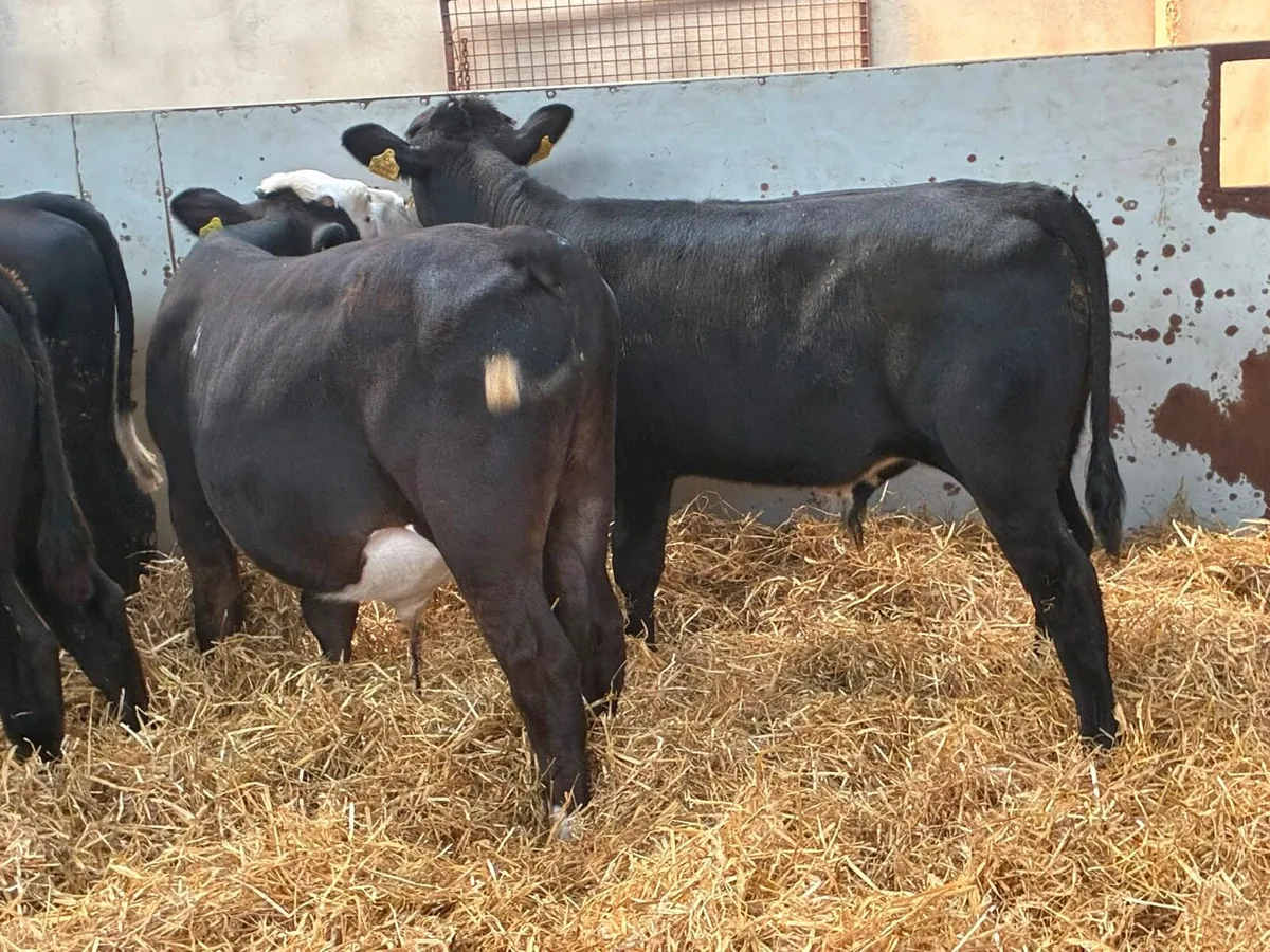 Super Suckler Bred Angus & Hereford Weanlings - Image 3