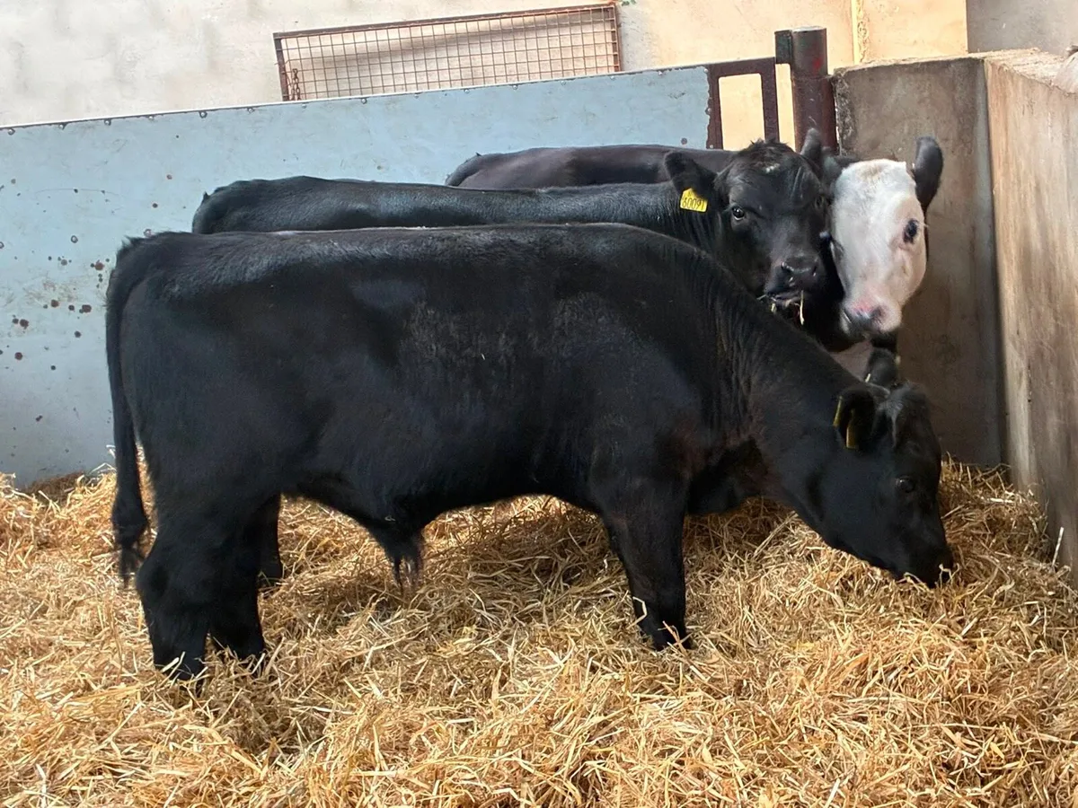 Super Suckler Bred Angus & Hereford Weanlings - Image 4
