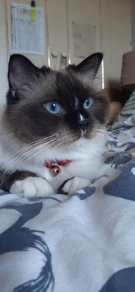 Beautiful seal point ragdoll cat - Image 2