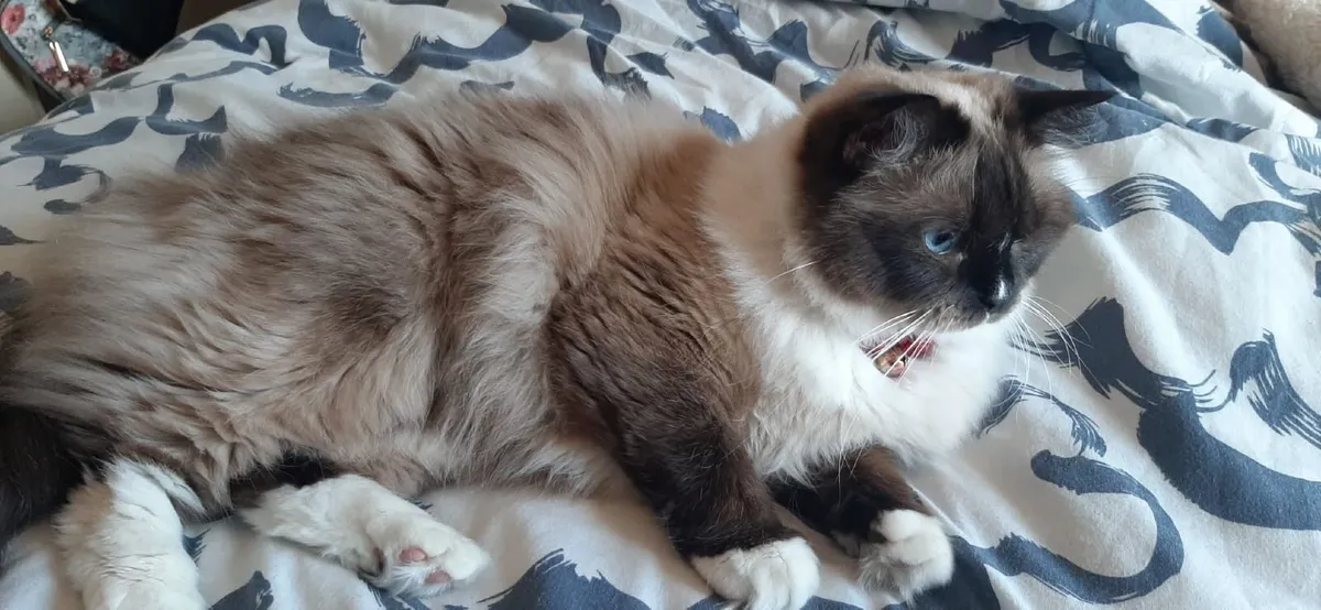 Beautiful seal point ragdoll cat - Image 3