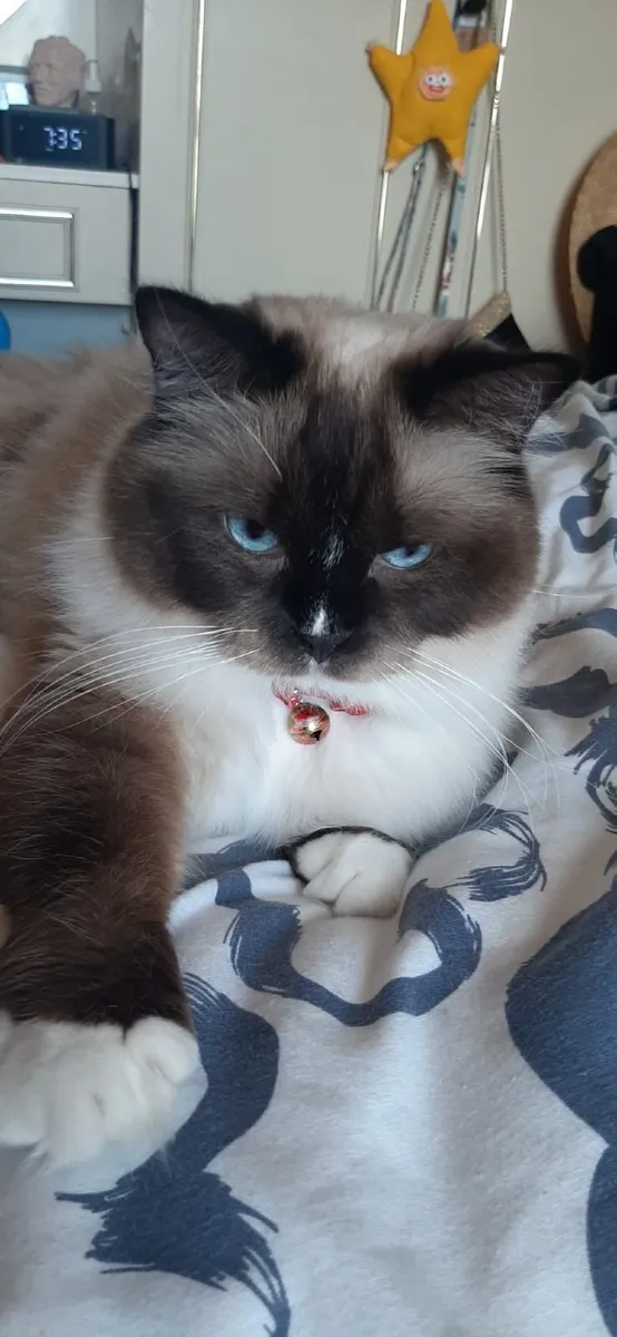 Beautiful seal point ragdoll cat - Image 1