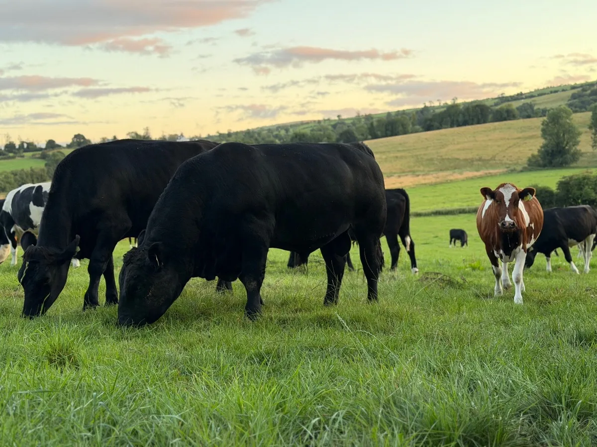 Pedigree Angus Bull for sale - Image 2