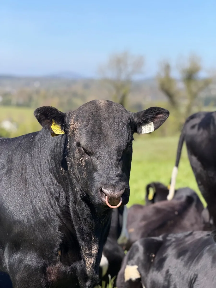Pedigree Angus Bull for sale - Image 3