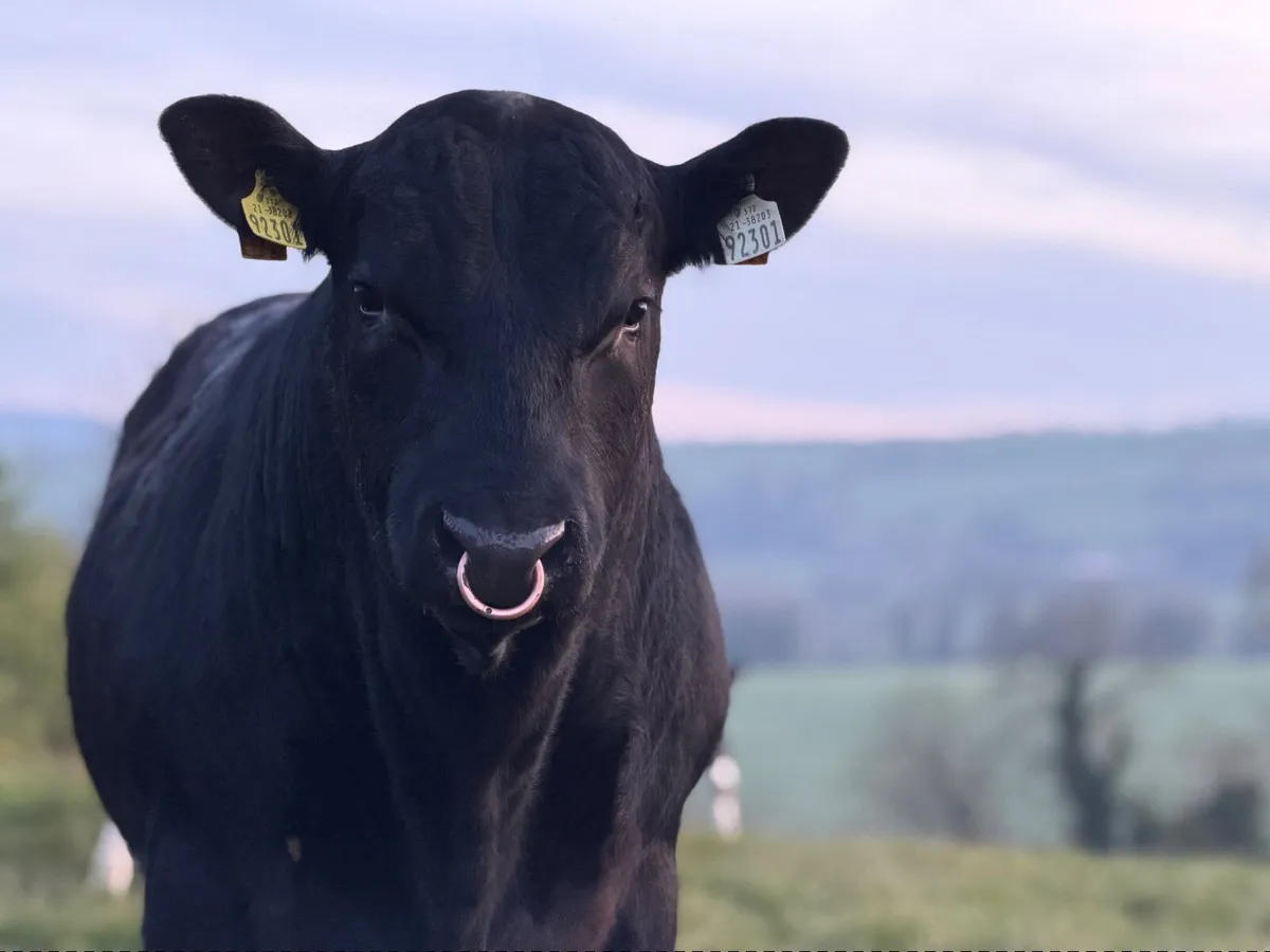 Pedigree Angus Bull for sale - Image 4