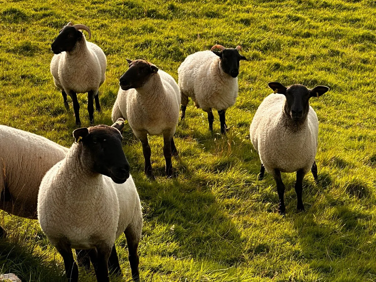Hoggets - Image 2