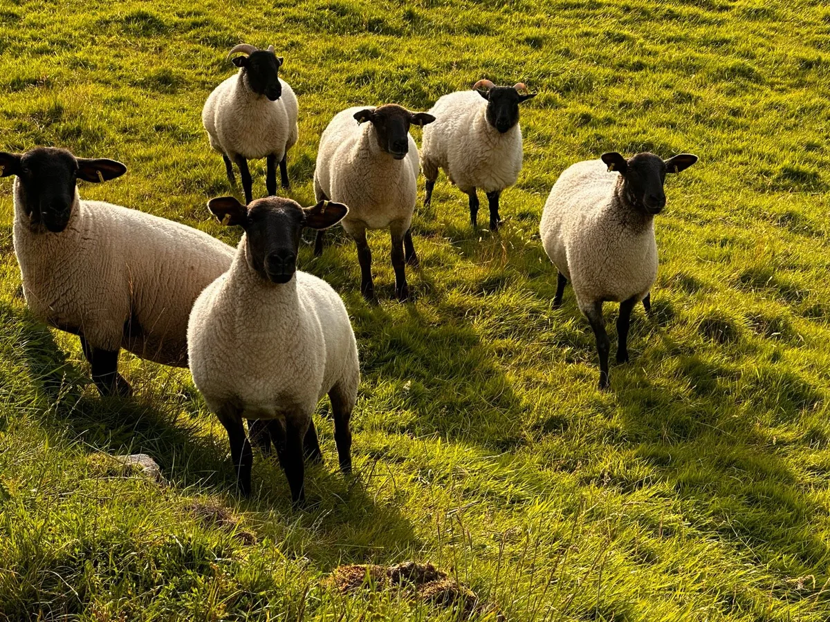 Hoggets - Image 3
