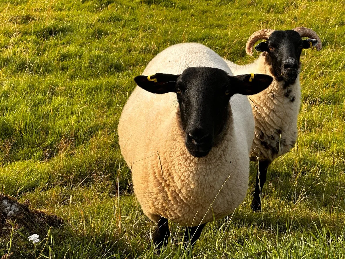 Hoggets - Image 4
