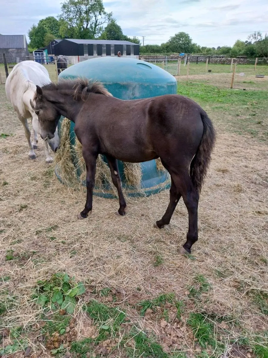 CONNEMARA FOAL - Image 1