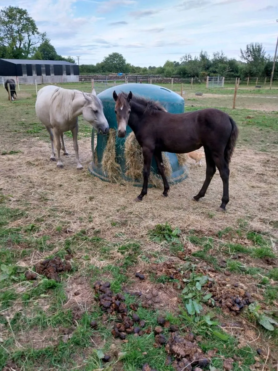 CONNEMARA FOAL - Image 2