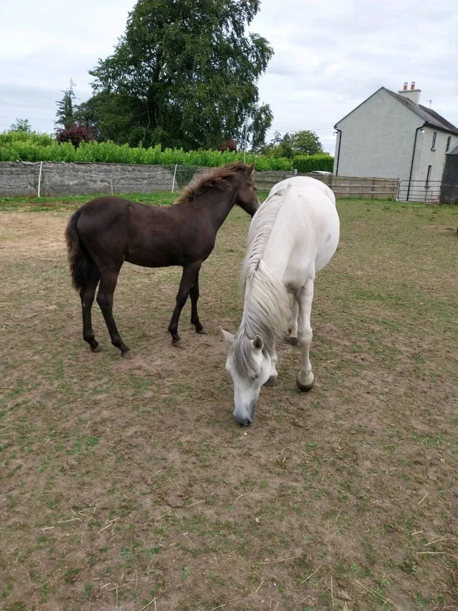 CONNEMARA FOAL - Image 3