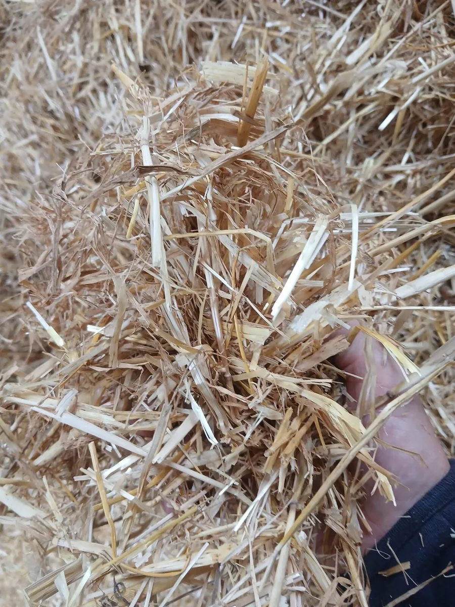 English or Irish Barley Straw - Image 1