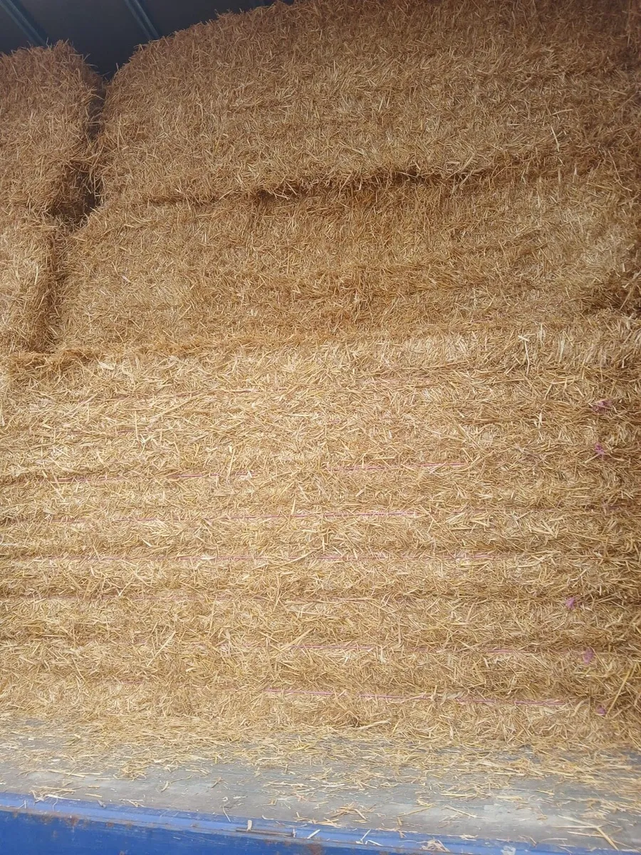 English or Irish Barley Straw - Image 2