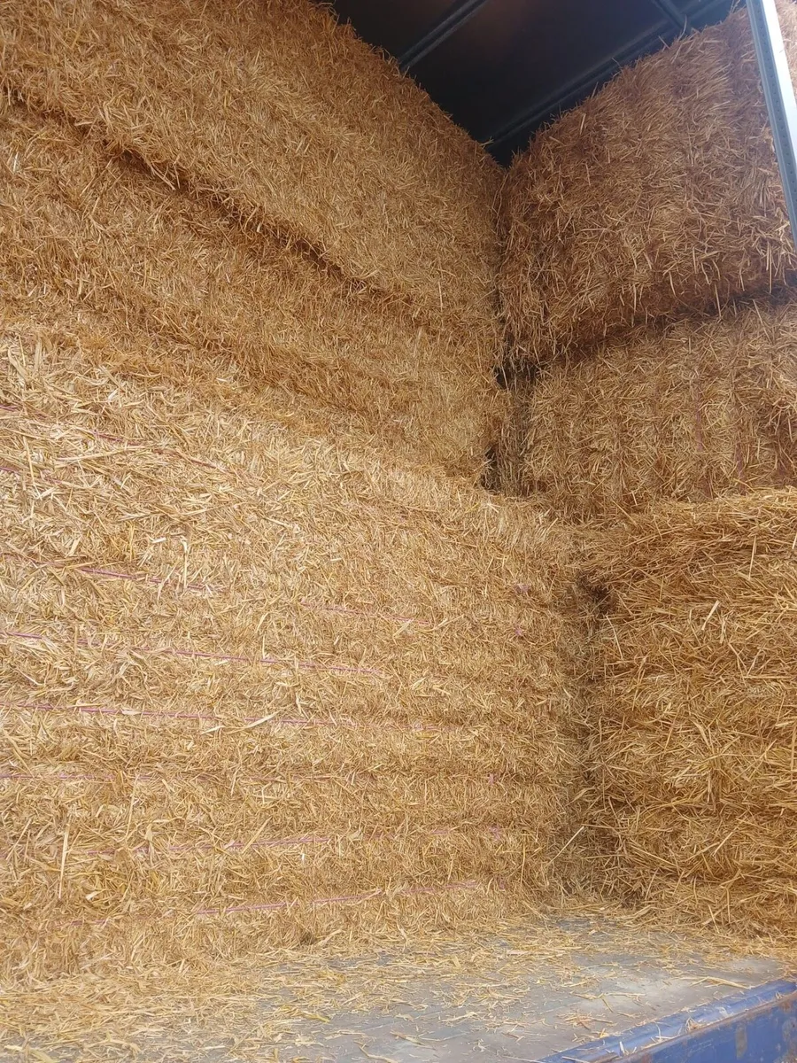 English or Irish Barley Straw - Image 3