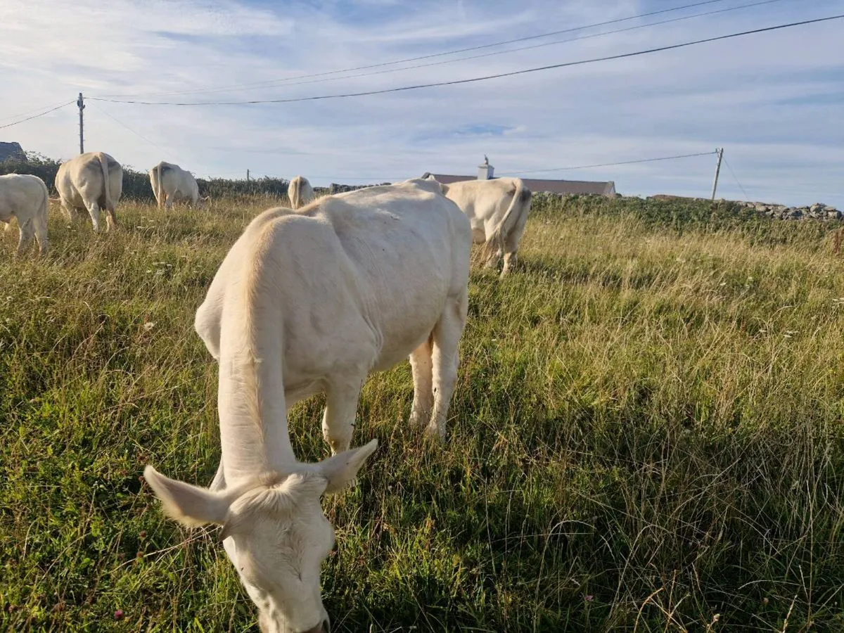 Pbnr scarduane mark heifer and calf - Image 2
