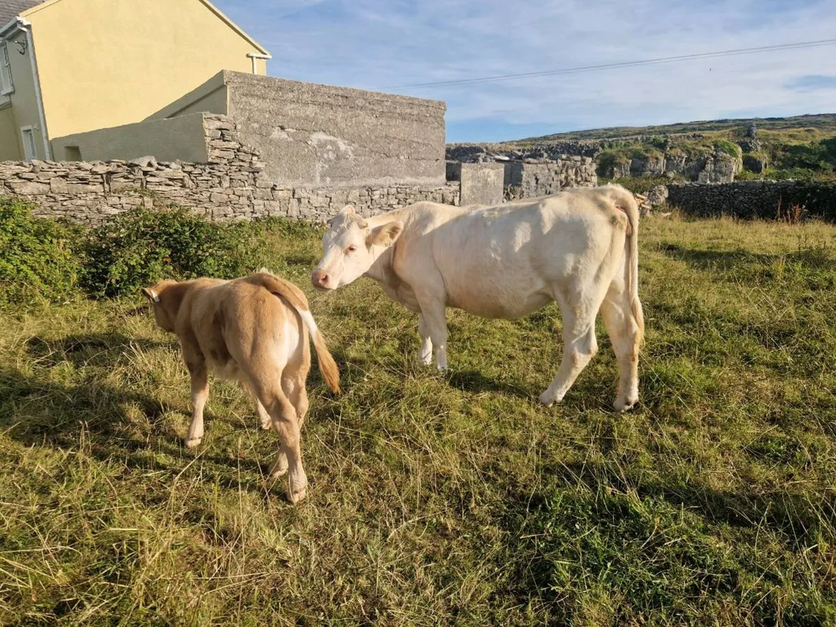 Pbnr scarduane mark heifer and calf - Image 4