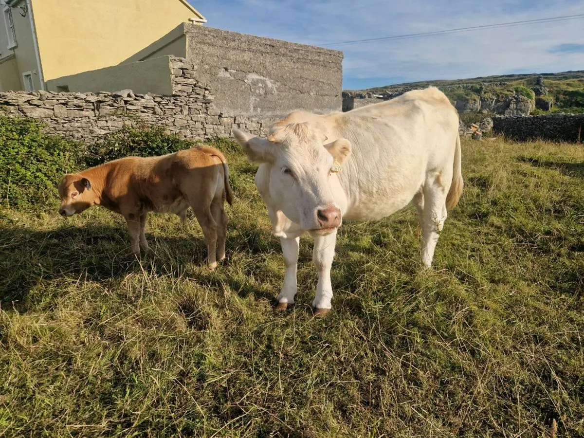Pbnr scarduane mark heifer and calf - Image 3