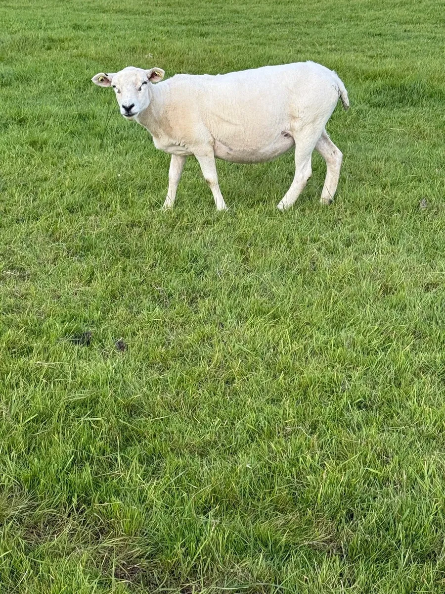 Texel X Breeding Ewes - Image 3