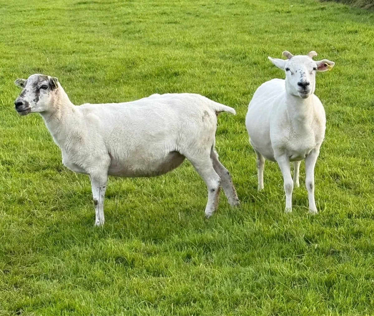 Texel X Breeding Ewes - Image 2