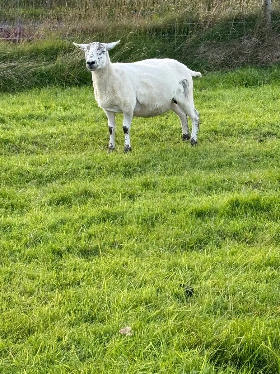 Texel X Breeding Ewes - Image 4