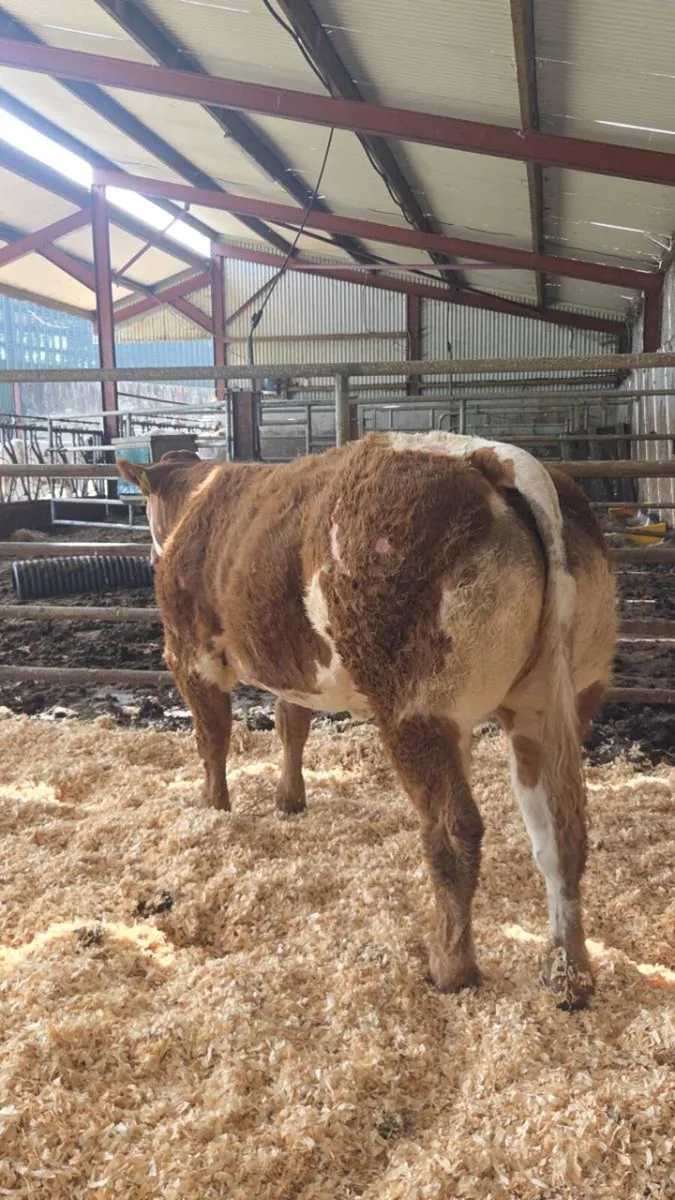 Bb8019 weanling heifer - Image 1