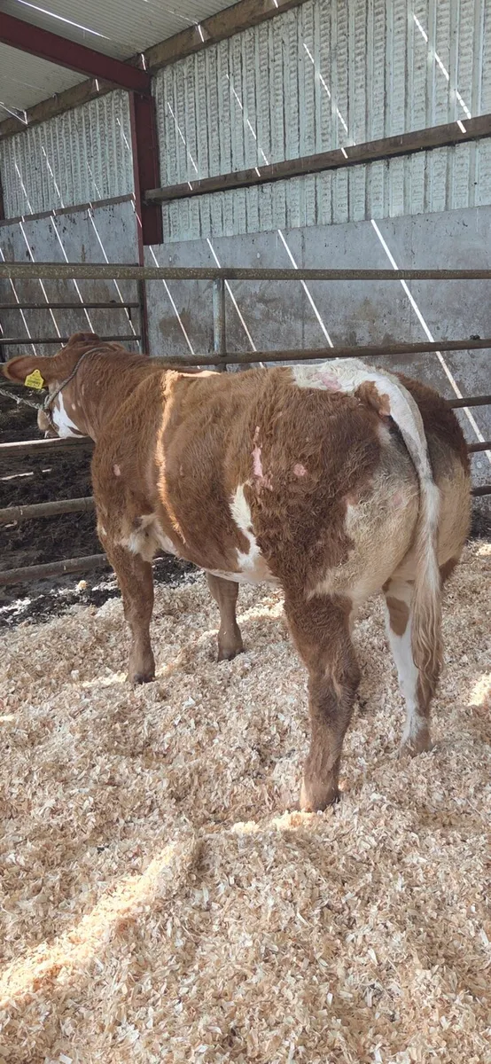 Bb8019 weanling heifer - Image 2