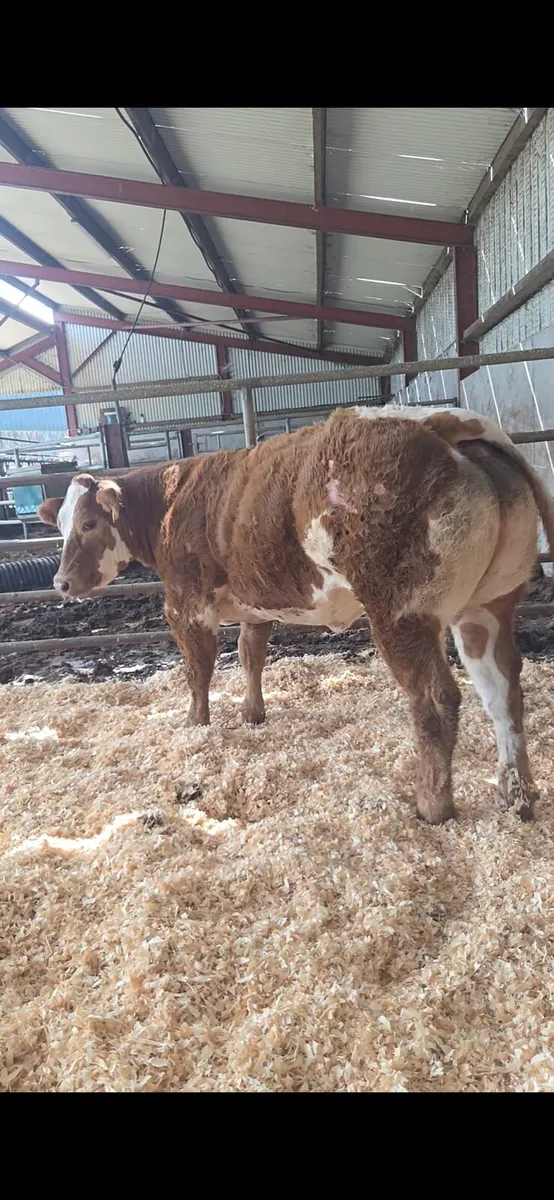 Bb8019 weanling heifer - Image 3