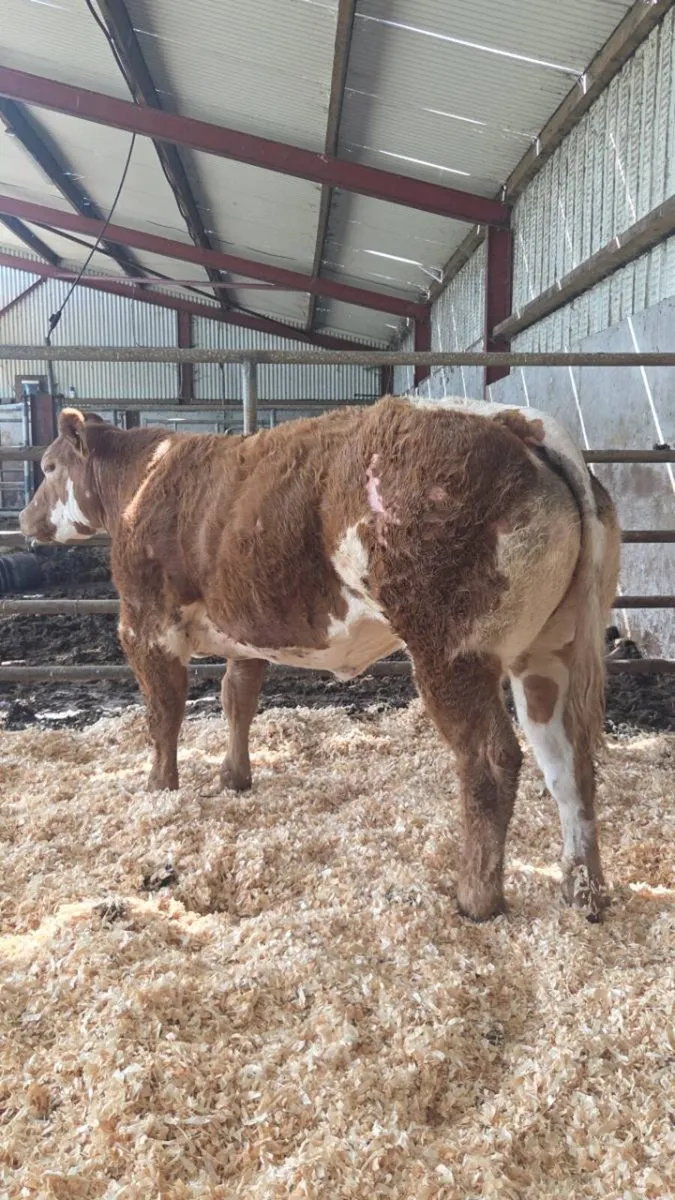 Bb8019 weanling heifer - Image 4
