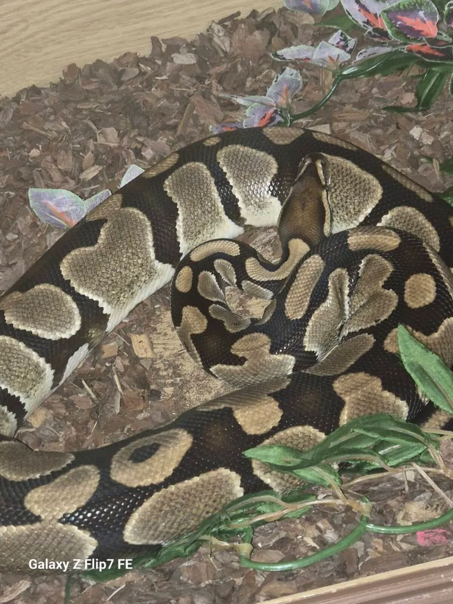 Snakes x 3 - Image 2