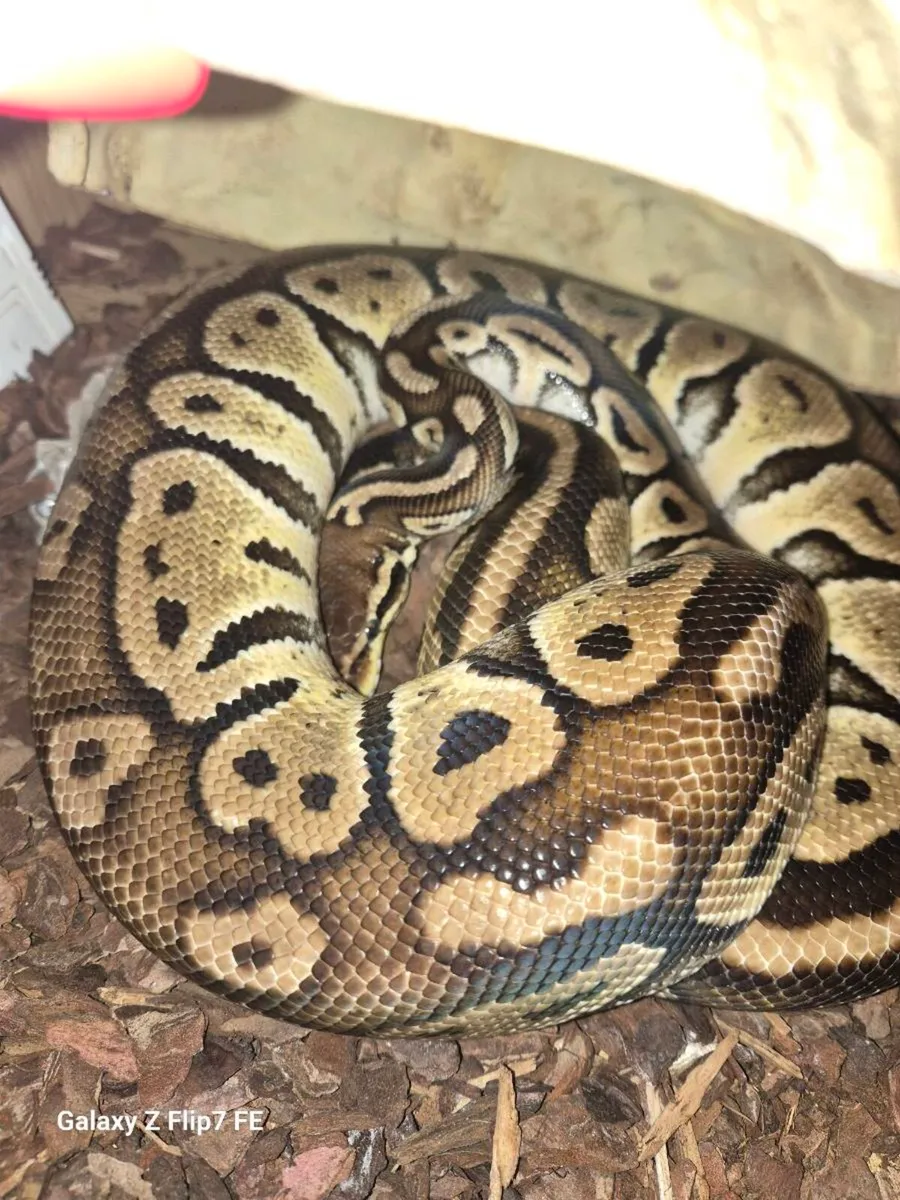 Snakes x 3 - Image 1