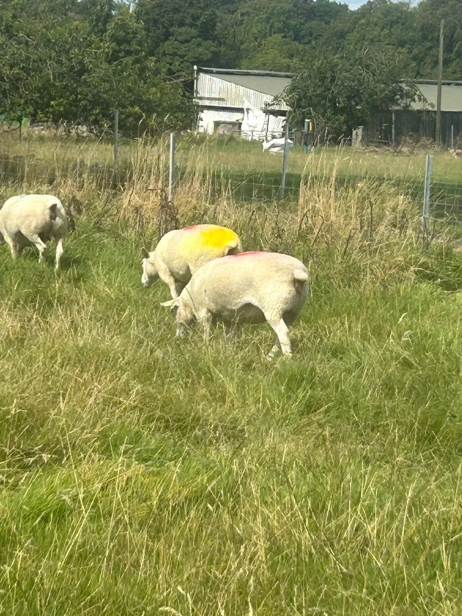 Belclare hogget ewes pedigree registered - Image 3