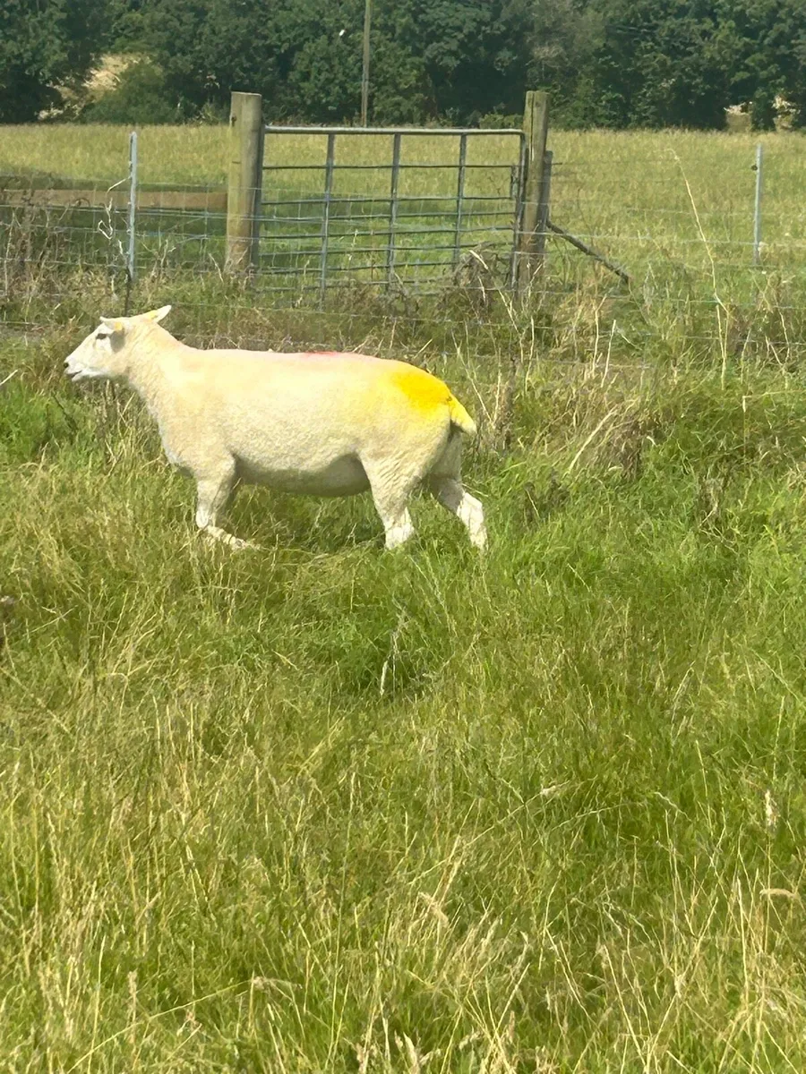 Belclare hogget ewes pedigree registered - Image 4