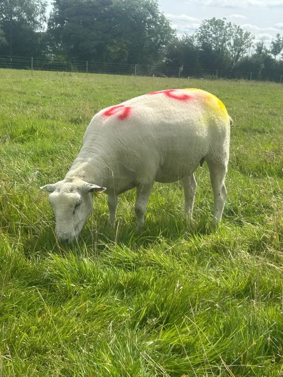 Belclare hogget ewes pedigree registered - Image 1