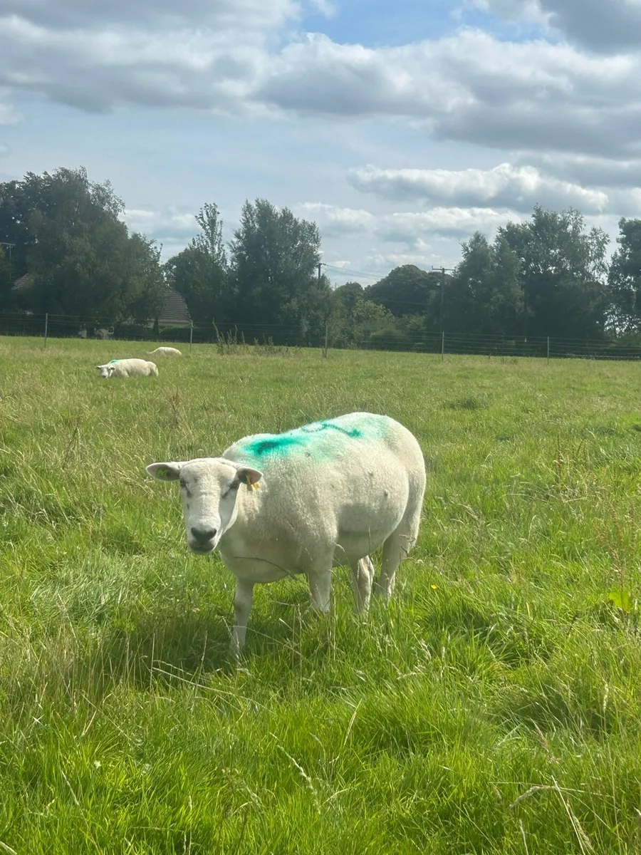 Belclare hogget ewes pedigree registered - Image 2