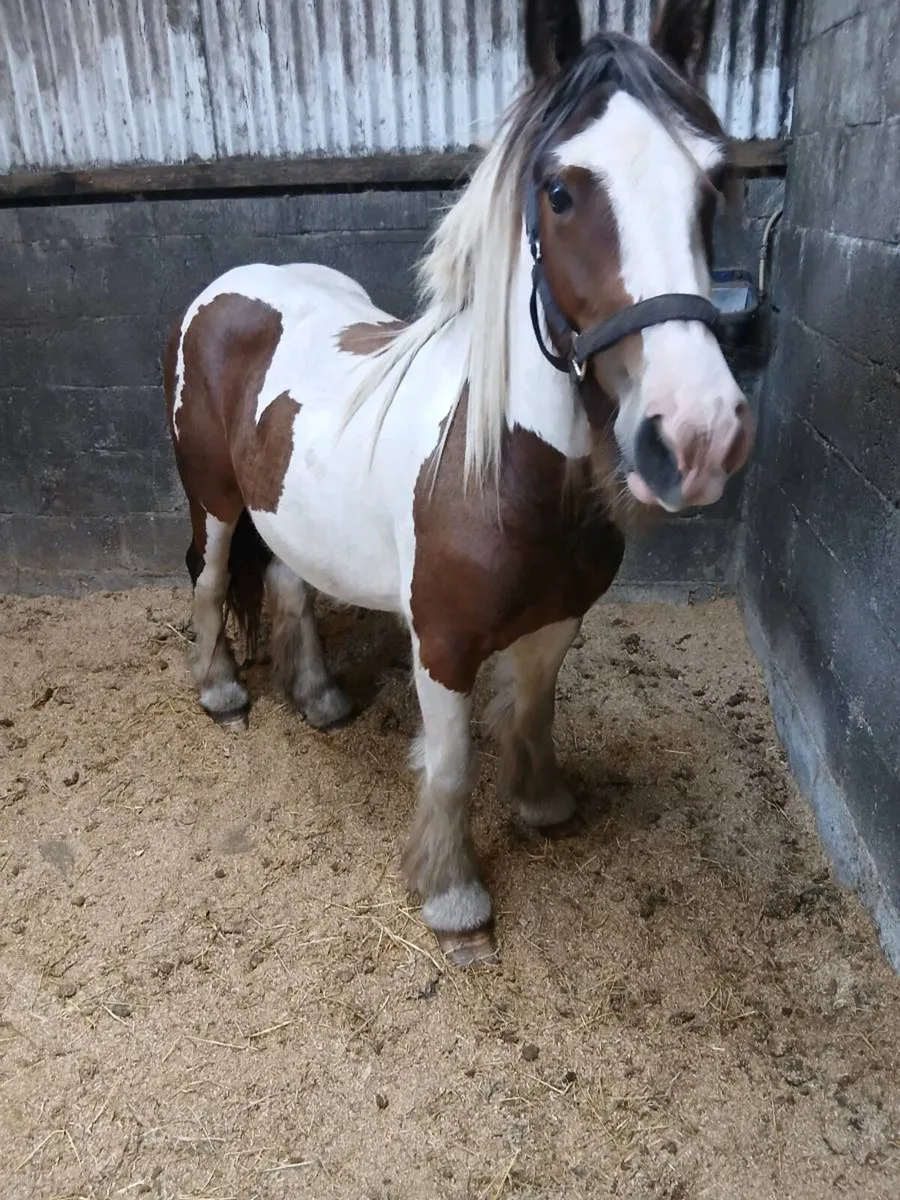Horse - Image 1