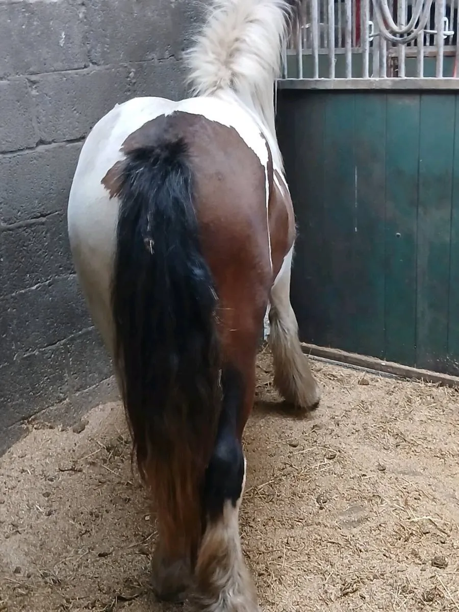 Horse - Image 2