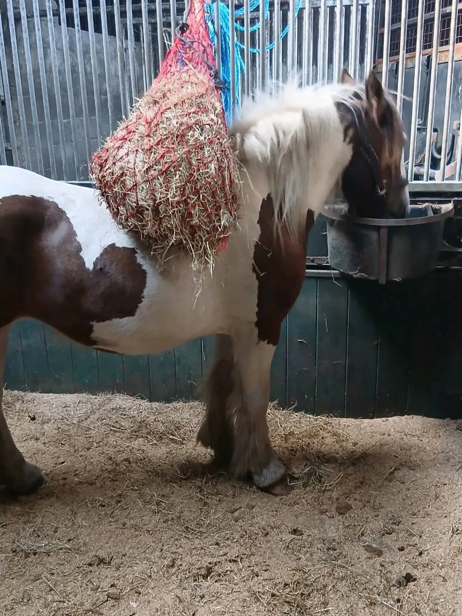 Horse - Image 3