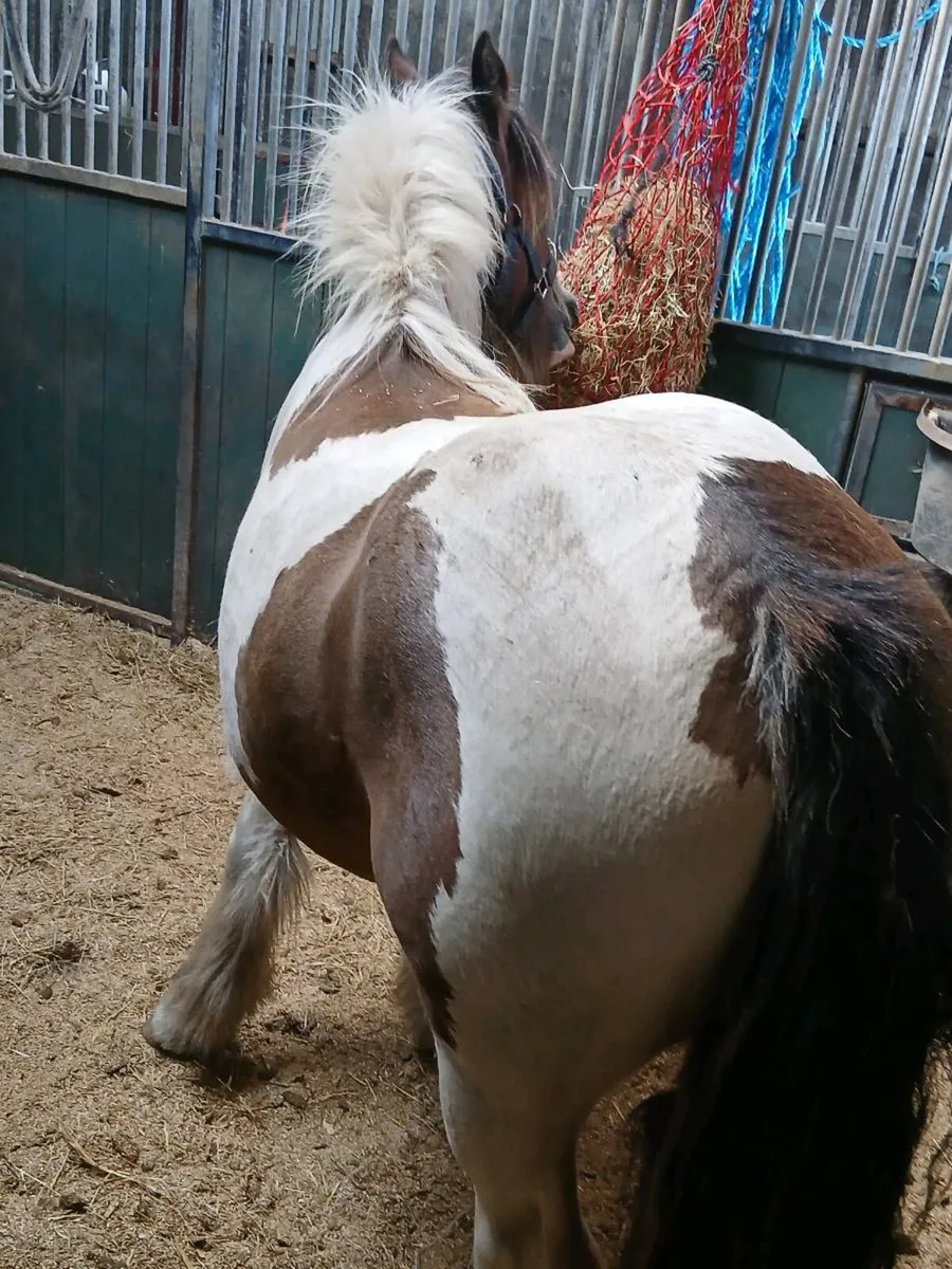 Horse - Image 4