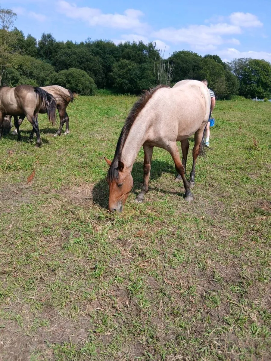 Commemara ponies - Image 4