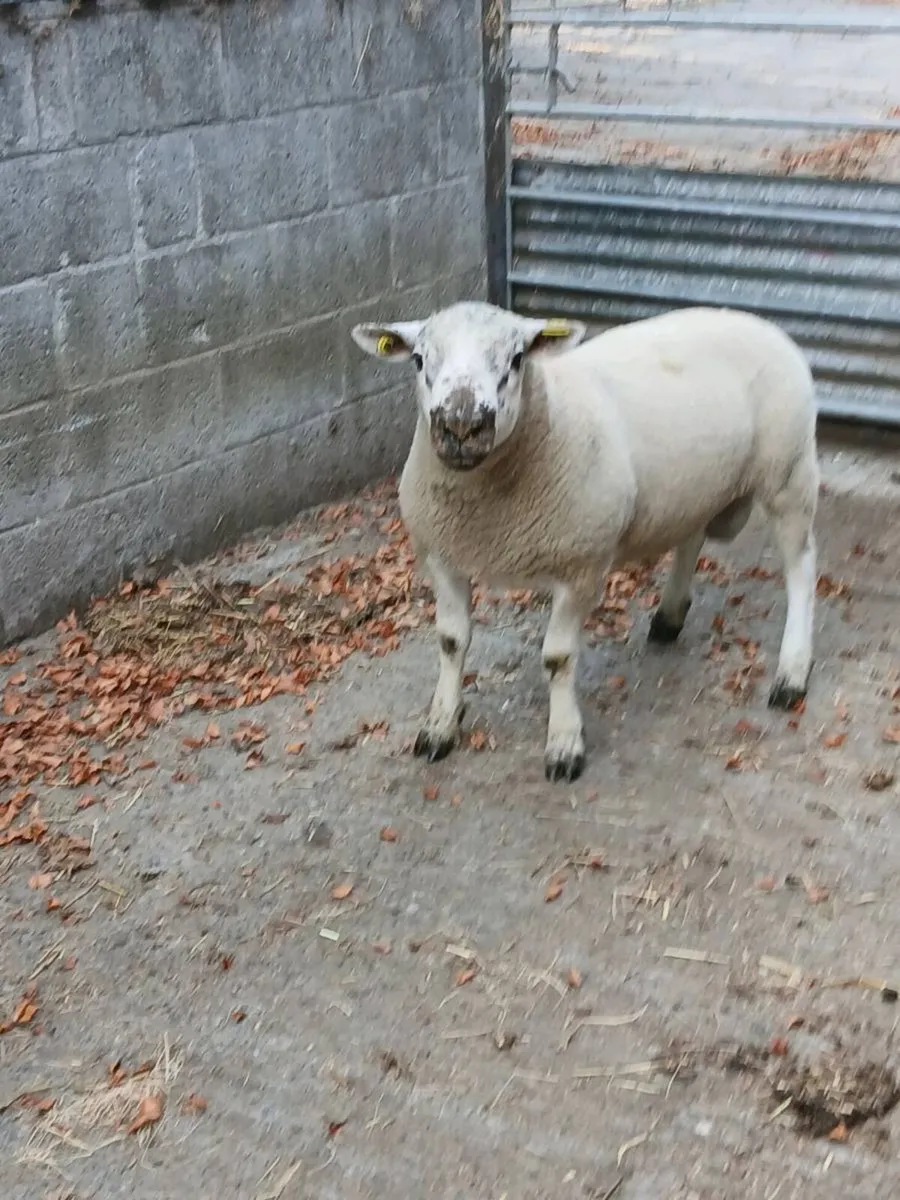Sufftex hogget ram - Image 2