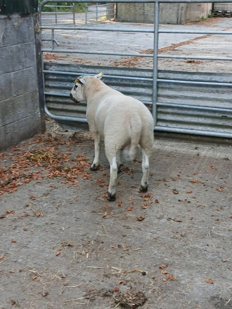 Sufftex hogget ram - Image 3