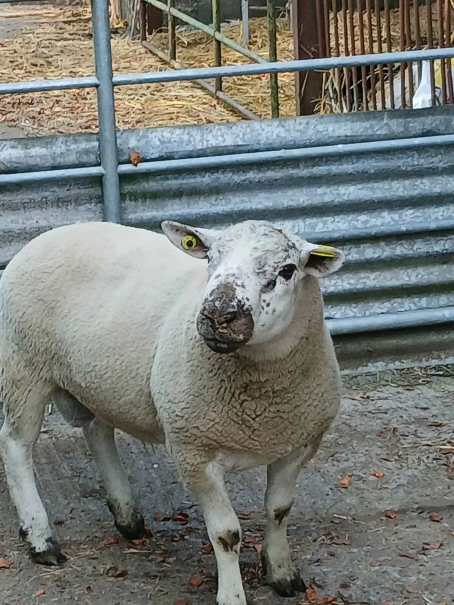 Sufftex hogget ram - Image 1