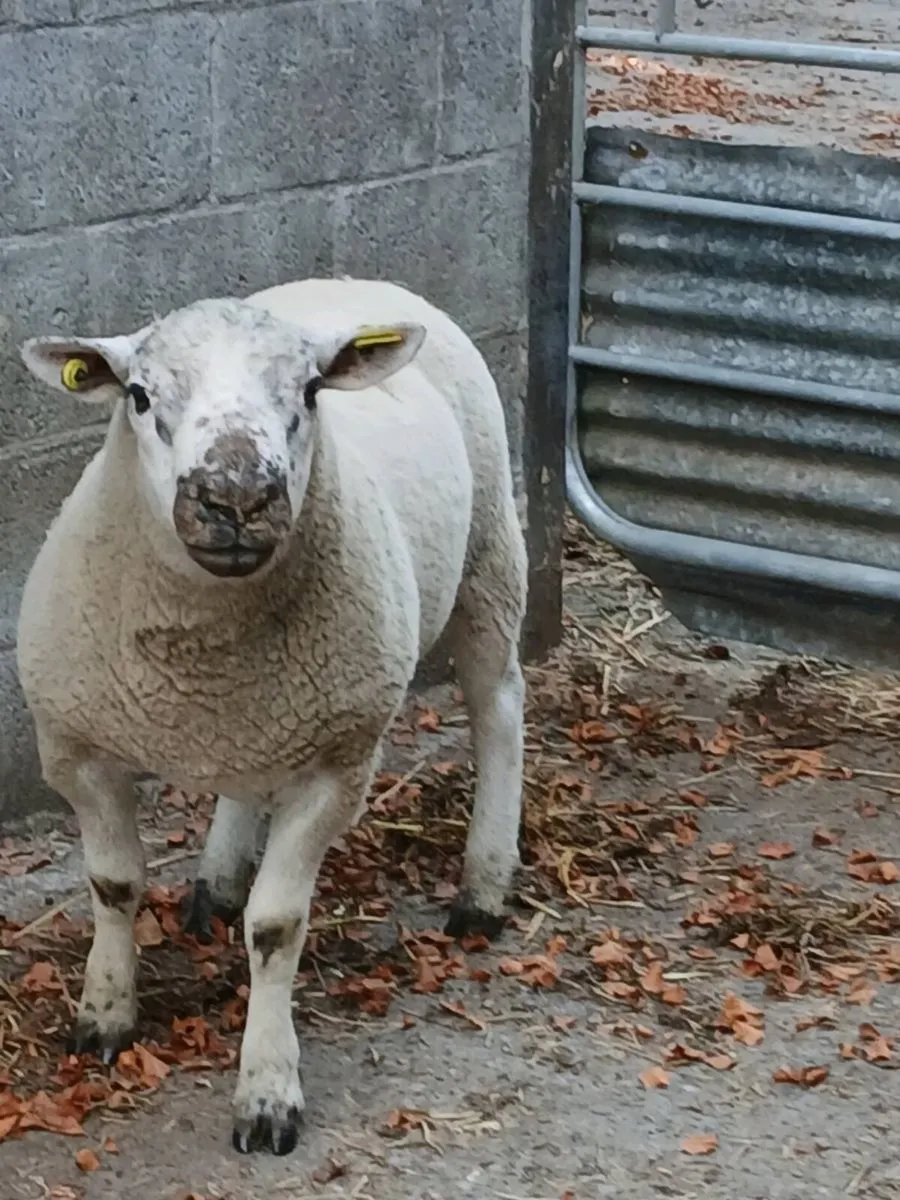 Sufftex hogget ram - Image 4